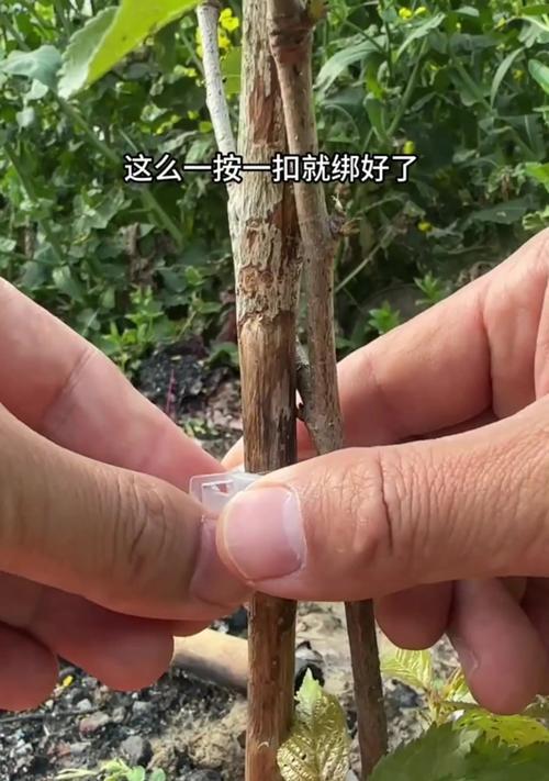 种草固定的方法有哪些？
