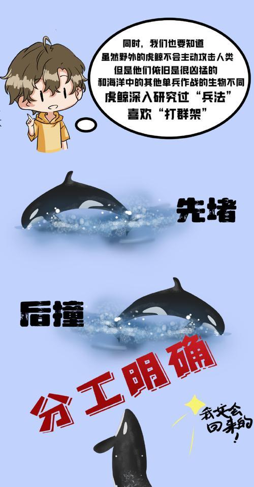 我的世界中虎鲸的命名规则是什么？